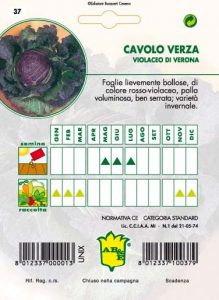 CAVOLO VERZA Violaceo di Verona