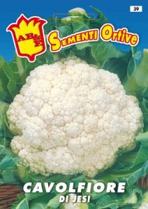 CAVOLFIORE di Jesi