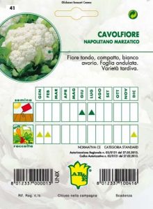 CAVOLFIORE Napoletano marzatico