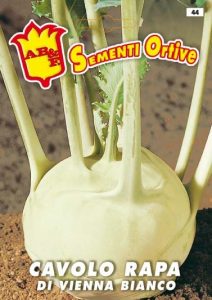 CAVOLO RAPA bianco