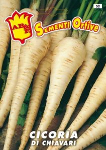CICORIA / RADICCHIO Radici di Chiavari