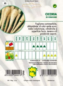 CICORIA / RADICCHIO Radici di Chiavari