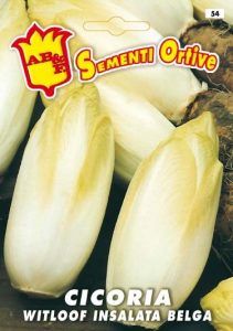 CICORIA / RADICCHIO Witloof o insalata belga