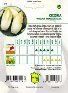 CICORIA / RADICCHIO Witloof o insalata belga