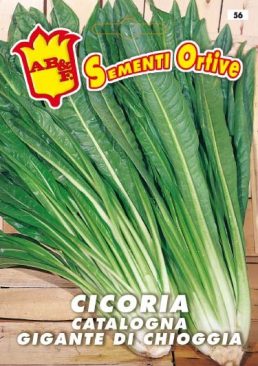 CICORIA / RADICCHIO Catalogna gigante di Chioggia