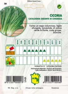 CICORIA / RADICCHIO Catalogna gigante di Chioggia