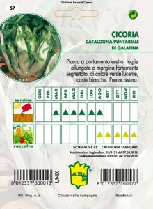 CICORIA / RADICCHIO Catalogna puntarella
