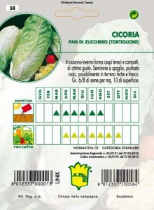 CICORIA / RADICCHIO Pan di Zucchero o Tortiglione