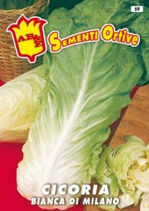 CICORIA / RADICCHIO Bianca di Milano