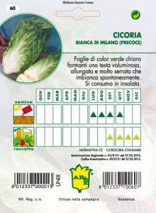 CICORIA / RADICCHIO Bianca di Milano precoce