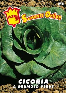 CICORIA / RADICCHIO Grumolo verde