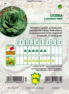 CICORIA / RADICCHIO Grumolo verde