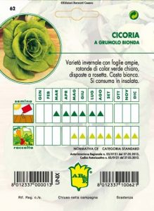 CICORIA / RADICCHIO Grumolo biondo