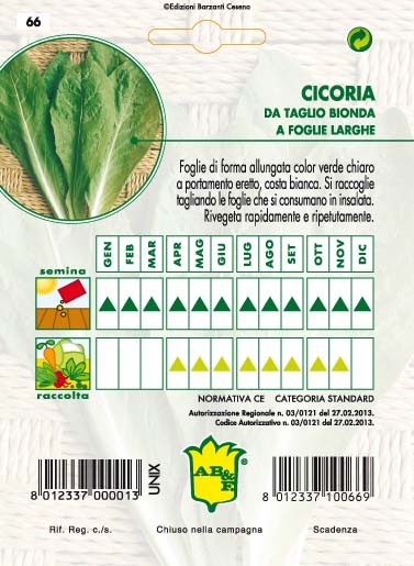 CICORIA / RADICCHIO Foglia larga da taglio
