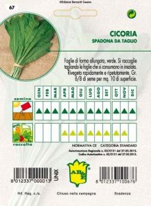 CICORIA / RADICCHIO Spadona da taglio