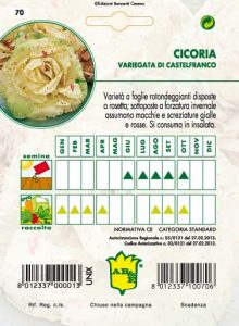 CICORIA / RADICCHIO Variegata di Castelfranco