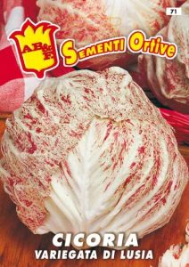 CICORIA / RADICCHIO Variegata di Lusia