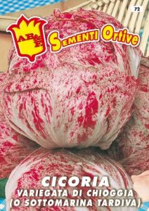 CICORIA / RADICCHIO Variegata di Chioggia