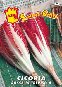 CICORIA / RADICCHIO Rossa di Treviso