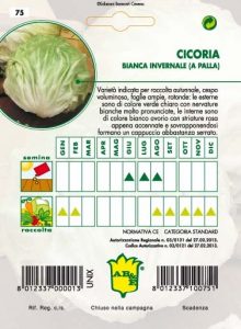 CICORIA / RADICCHIO Palla bianca invernale