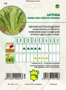 LATTUGA CAPPUCCIO Romana bionda