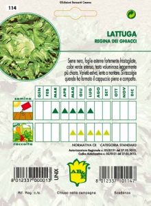LATTUGA CAPPUCCIO Regina dei Ghiacci