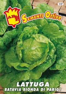 LATTUGA CAPPUCCIO Batavia bionda