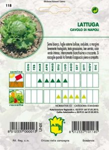 LATTUGA CAPPUCCIO Cavolo di Napoli