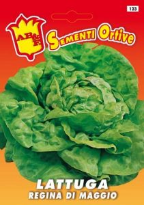 LATTUGA CAPPUCCIO Regina di Maggio