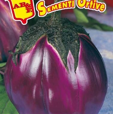 Coltivazione Melanzana - Coltivazione Ortaggi - Come Coltivare Melanzane - Foto 6