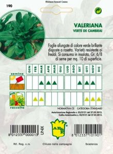 VALERIANA d'Olanda seme piccolo (prod. Olanda)