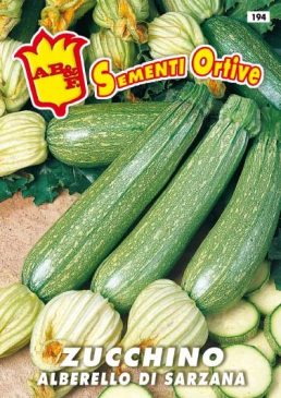 ZUCCHINO Alberello di Sarzana