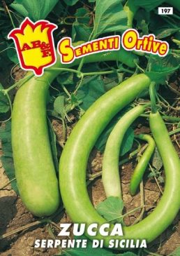 ZUCCA Serpente di Sicilia