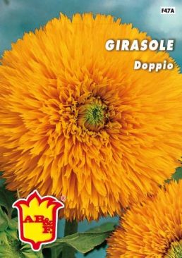 GIRASOLE Da fiore semplice