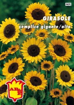 GIRASOLE Rosso semplice gigante