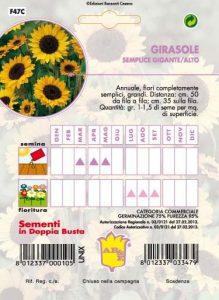 GIRASOLE Rosso semplice gigante
