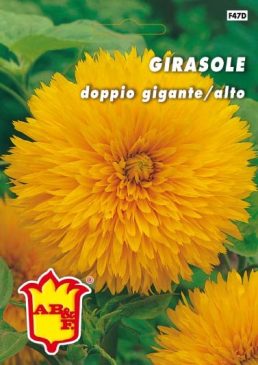 GIRASOLE semplice gigante