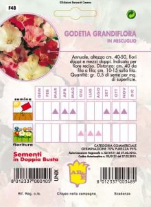 GIRASOLE doppio gigante