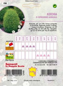 GIRASOLE doppio gigante