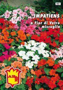 GIRASOLE doppio gigante