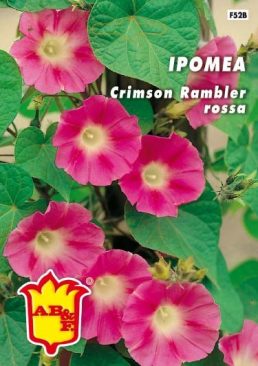 IPOMEA Rampicante blu