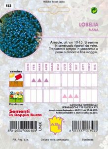 IPOMEA Crimson Rambler rossa