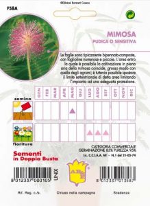 MYOSOTIS Non ti scordar di me biennale