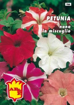 PETUNIA Doppio mix