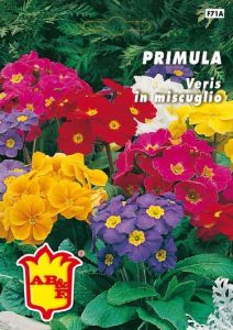 PORTULACA Semplice mix