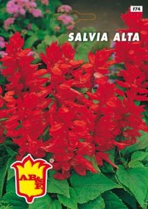 SALVIA SPLENDENS