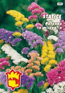 SALVIA SPLENDENS Alta