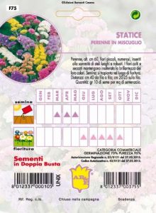 SALVIA SPLENDENS Alta