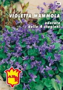 VIOLA CORNUTA Perenne Mix
