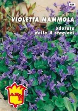 VIOLA CORNUTA Perenne Mix